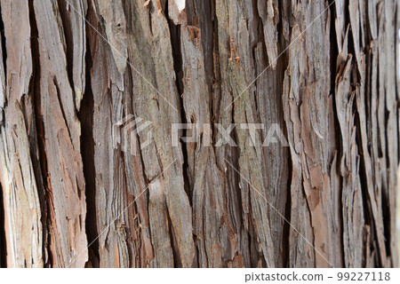 The expression of the tree, the bark of the cypress 99227118