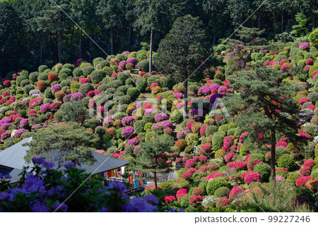 東京青梅的春天 鹽船觀音寺,以杜鵑花而聞名 東京青梅的春天 鹽船觀音寺,以杜鵑花而聞名 99227246