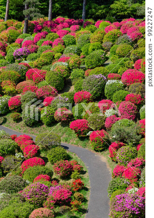 Spring in Ome, Tokyo Shiofune Kannon-ji Temple, famous for its azaleas 99227247