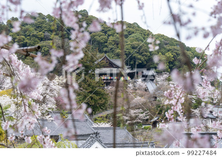 奈良長谷寺的櫻花 99227484
