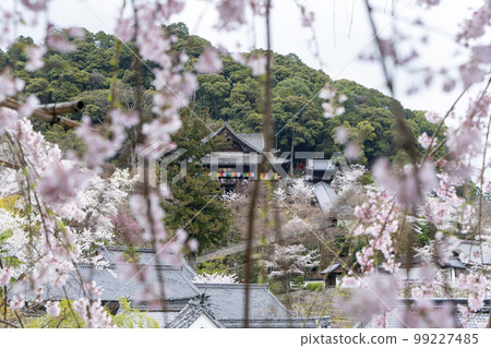 奈良長谷寺的櫻花 99227485