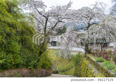 Cherry blossoms at Hasedera in Nara 99227529