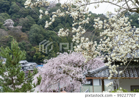 Cherry blossoms at Hasedera in Nara 99227707