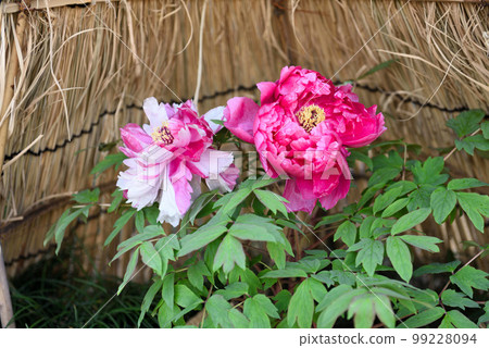 名古屋德川園的冬季牡丹 99228094