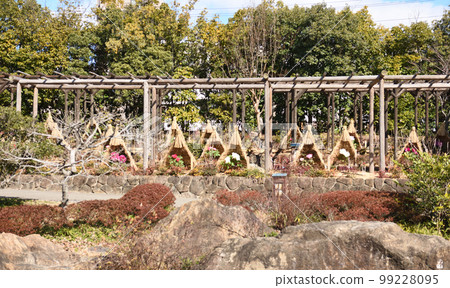 名古屋德川園的冬季牡丹 99228095