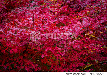 Bright red autumn leaves Oku-Nikko in late autumn Kinugawa Ryuokyo Bright red autumn leaves Oku-Nikko in late autumn Kinugawa Ryuokyo 99228225