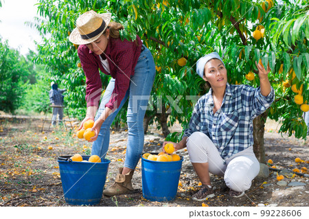 Two women farmers gathering crop of peaches Two women farmers gathering crop of peaches 99228606