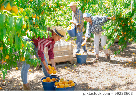 Young female owner of orchard gathering harvest of peaches Young female owner of orchard gathering harvest of peaches 99228608