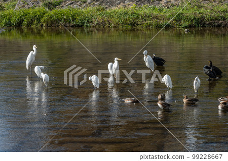 A flock of great cormorants, wigeons and egrets in the Kamo River A flock of great cormorants, wigeons and egrets in the Kamo River 99228667