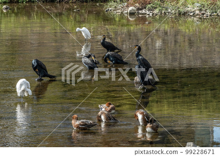 鴨川中的一群大鸕鶿、wigeons 和白鷺 99228671