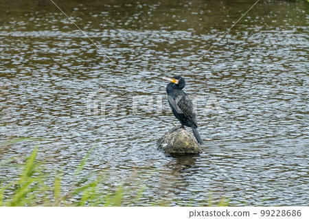 鴨川鸕鶿 99228686