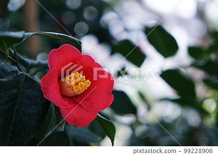 茶花 茶花 99228906