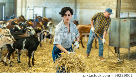 Hardworking young woman farmer making straw and hay preparations on goat farm 99229001