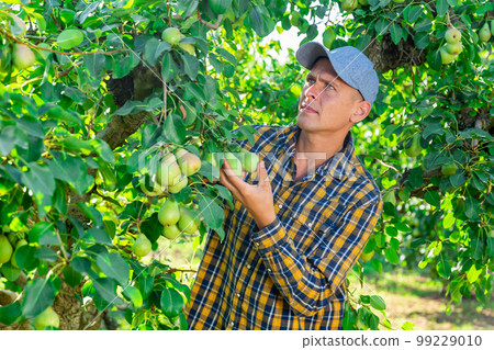 Focused male gardener picking pears at orchard Focused male gardener picking pears at orchard 99229010