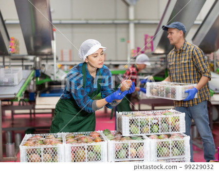 Woman working on fruit sorting line at warehouse, checking quality of mango in boxes Woman working on fruit sorting line at warehouse, checking quality of mango in boxes 99229032
