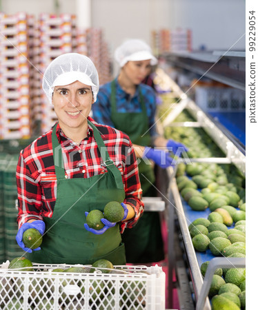 Women hardworking in agricultural facility, sorting avocado at conveyor 99229054