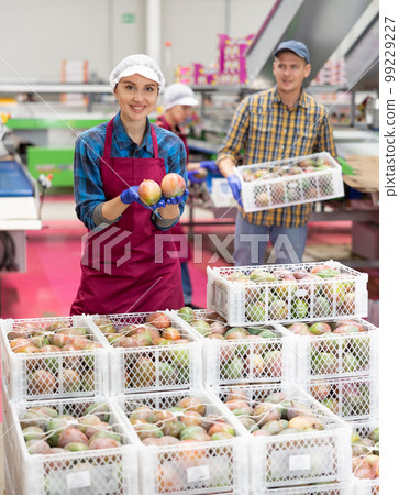 Woman holding mango during sorting to crates and checking quality at warehouse on factory 99229227