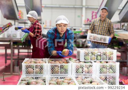 Female employee inspecting quality of mangoes in boxes at fruit factory 99229234