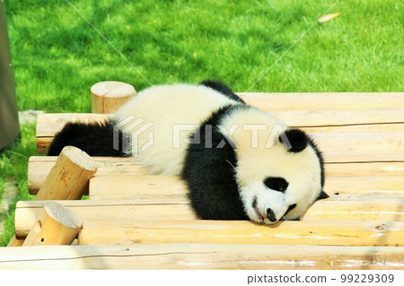 Wakayama Baby Panda Sleeping 99229309