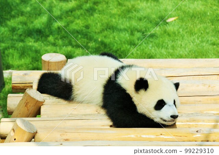 Wakayama Baby Panda Sleeping 99229310