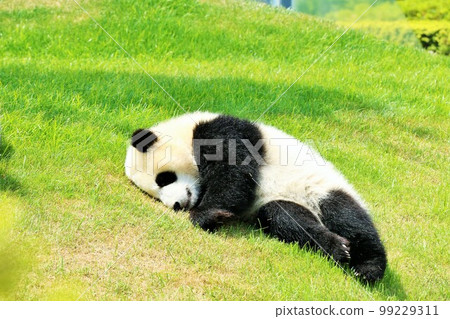 Wakayama Baby Panda Sleeping 99229311