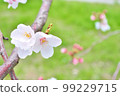 Close-up of branches and cherry blossoms copy space 99229715