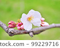 A single cherry blossom and bud blooming on a branch 99229716