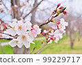 Close-up of cherry blossoms Three-quarter bloom 99229717