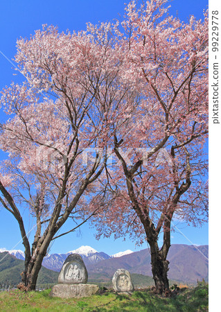 安曇野道祖神和常念山的春天 99229778