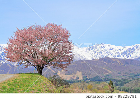 Hakuba's Spring Nohira's One Cherry Blossom and the Northern Alps 99229781