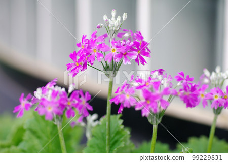 The pink flowers of the cherry blossoms that have begun to bloom are cute 99229831