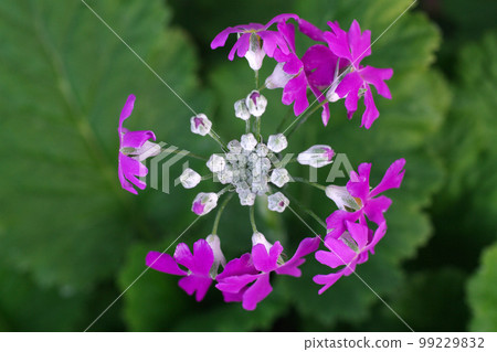 The pink flowers of the cherry blossoms that have begun to bloom are cute 99229832