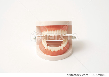牙科模型白色背景 99229889
