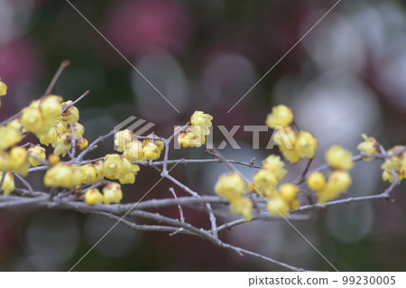 Japanese allspice on glitter background Japanese allspice on glitter background 99230005