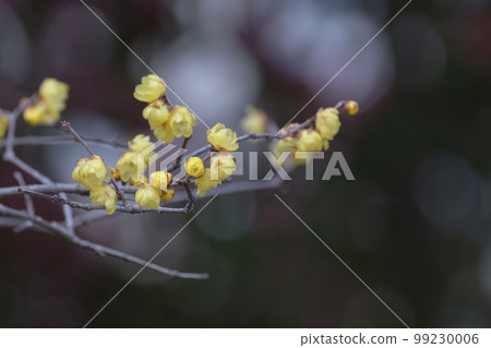 Japanese allspice on dark background Japanese allspice on dark background 99230006