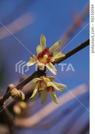 The scent of Japanese allspice with its transparent petals is pleasing. 99230094