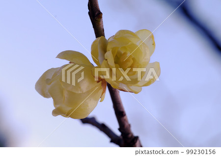 The scent of Soshinroubai (Japanese allspice) with its transparent petals is pleasing. The scent of Soshinroubai (Japanese allspice) with its transparent petals is pleasing. 99230156