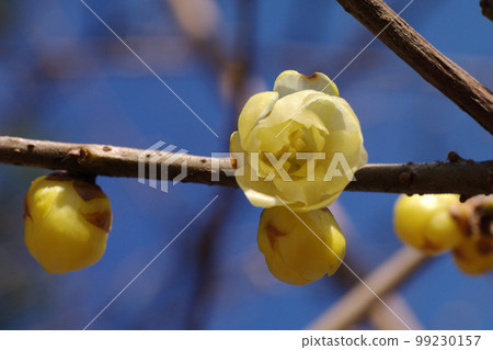 The scent of Soshinroubai (Japanese allspice) with its transparent petals is pleasing. The scent of Soshinroubai (Japanese allspice) with its transparent petals is pleasing. 99230157