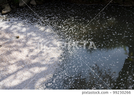 Tanba Kuroi River Flower Raft 99230266