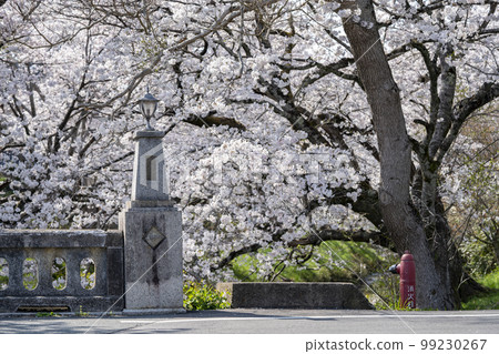 Tanba Cherry blossom trees along the banks of the Kuroi River 99230267