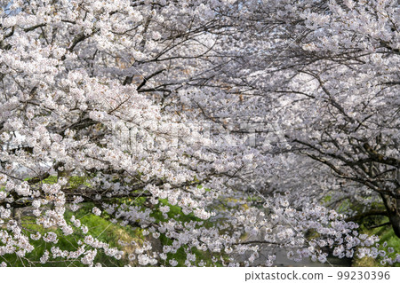 Tanba Flower raft on the bank of the Kuroi River 99230396