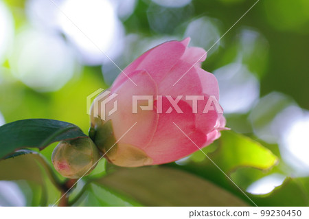 Pretty pink flowers of Wabisuke (Wabisuke) are cute 99230450