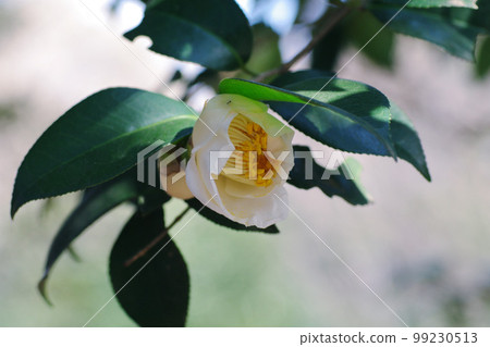 Pretty white flowers of Wabisuke are cute 99230513