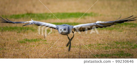 Flight scene of a hawk flying over the ground 99230646
