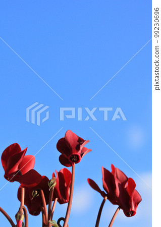 迷你仙客來花和藍天 99230696