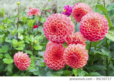 Akita Prefecture original variety Namahage dahlia 99230717