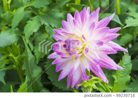 Akita Prefecture original variety Namahage dahlia 99230718