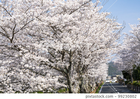 Tanba Cherry blossom trees along the banks of the Kuroi River 99230802