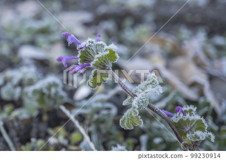 磨砂Hotokenoza /即使在冬天也盛開的七種春天的花朵 99230914