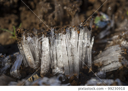 Frost columns pushing up the soil Frost columns pushing up the soil 99230918